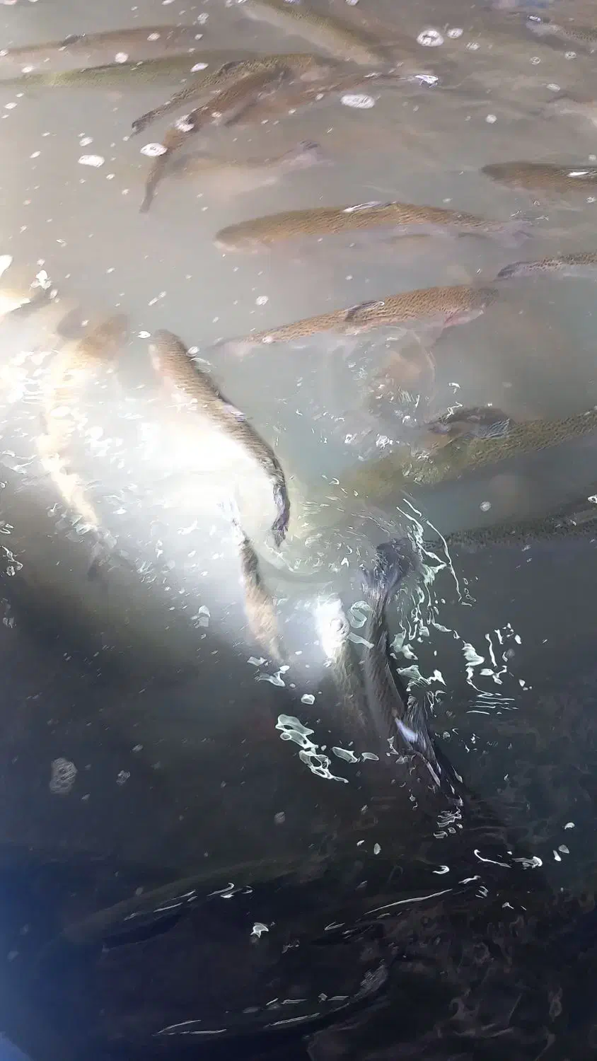 بچه ماهی|ماهی|دشتابی, |دیوار