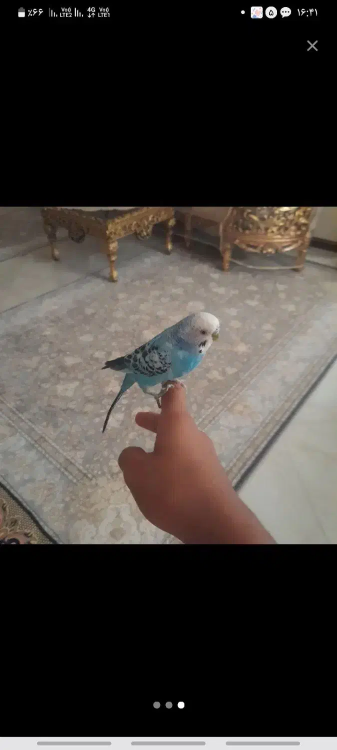 یک جفت مرغ عشق نر دستی ماده پروانه ای معاوضه با..|پرنده|نسیم‌شهر, |دیوار