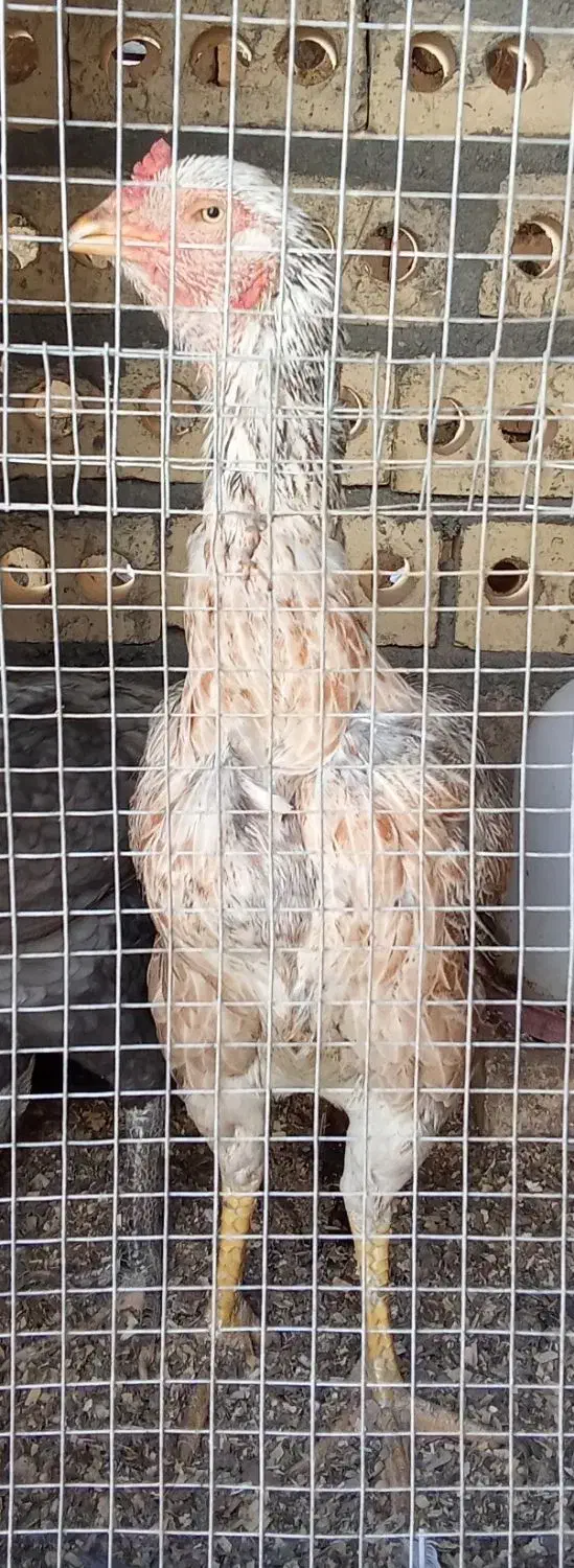 لاری فریمان|حیوانات مزرعه|مشهد, آبکوه|دیوار