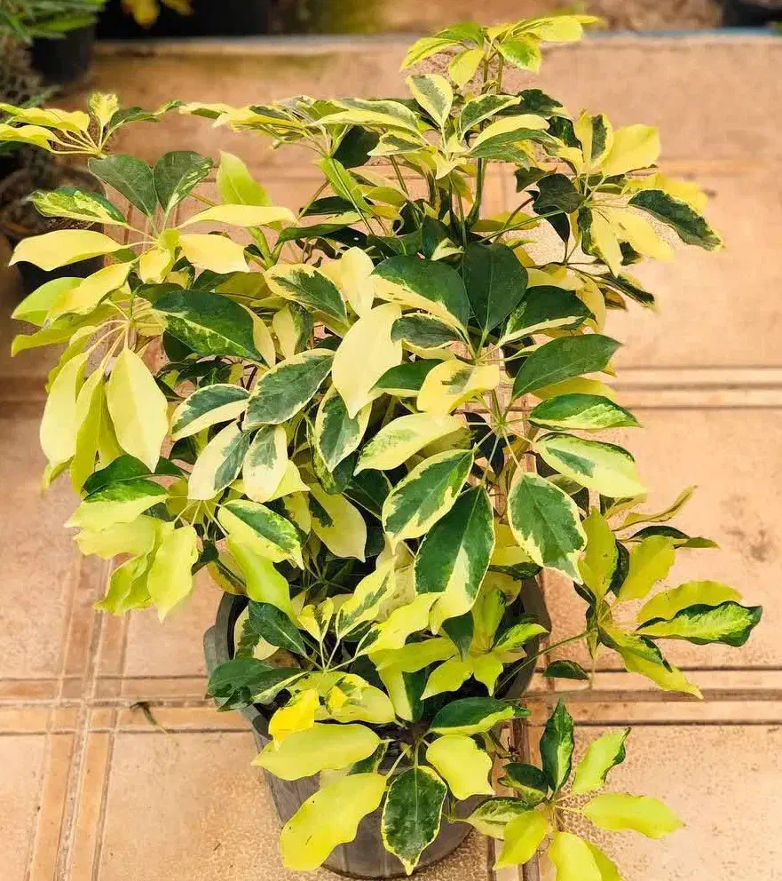 گل.کال ای پول وثروت|کنسول، بازی ویدئویی و آنلاین|بروجرد, |دیوار