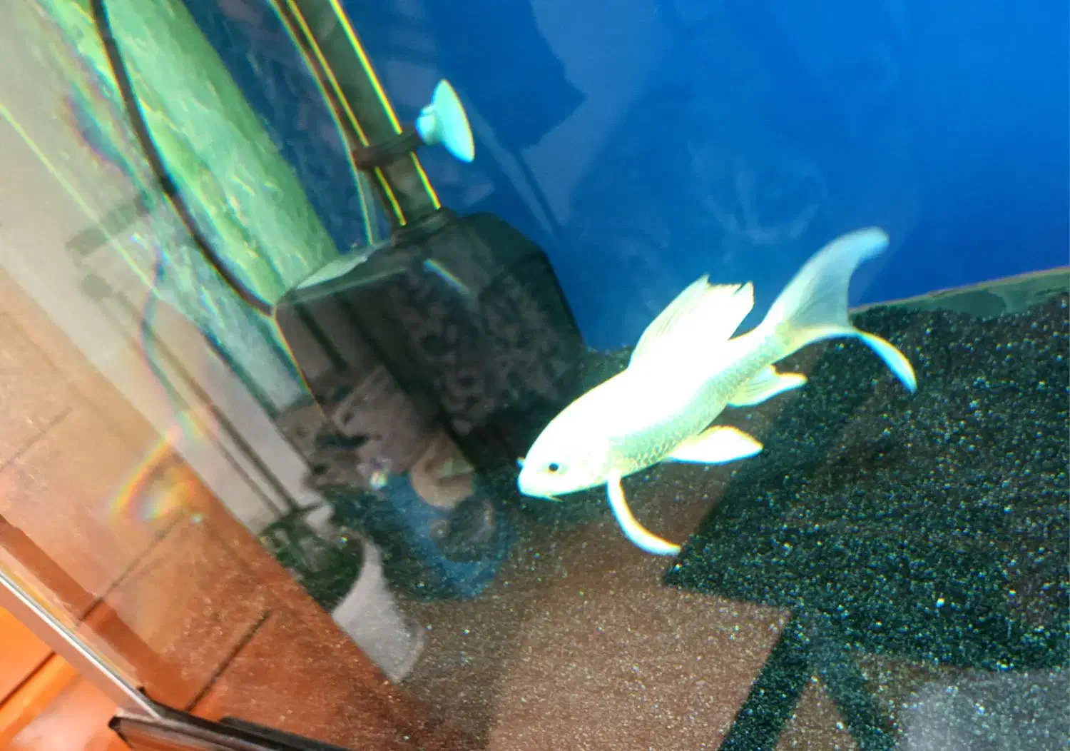 ماهی کوی پلاتینیوم باله بلند|ماهی|پرند, فاز ۳|دیوار