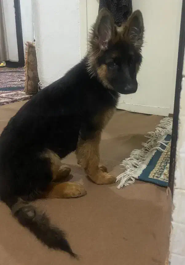 گمشده ژرمن این سگه مریضه باید دارو بخوره|حیوانات|دوگنبدان, |دیوار