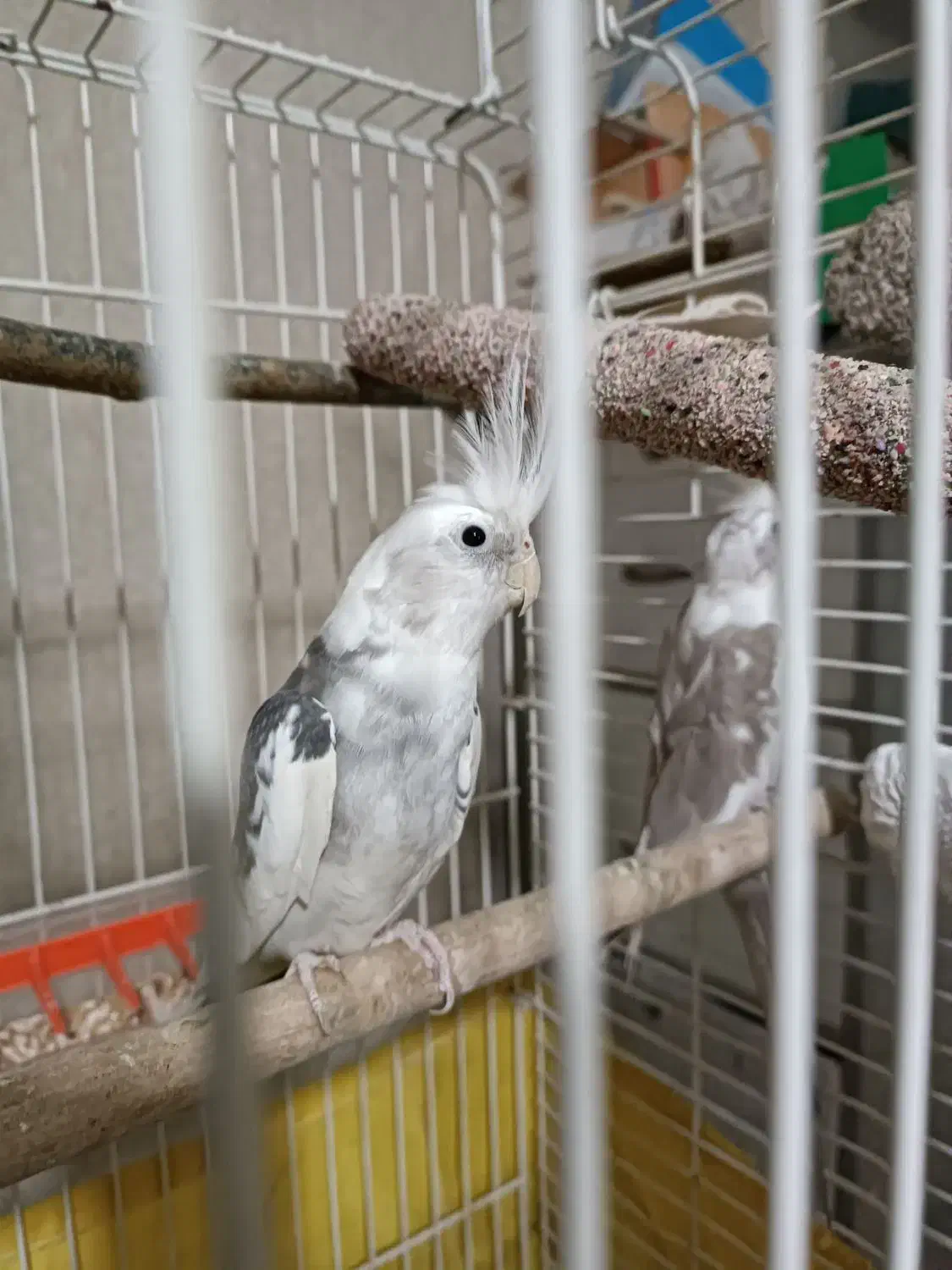 جفت عروس هلندی|پرنده|تهران, نازی‌آباد|دیوار