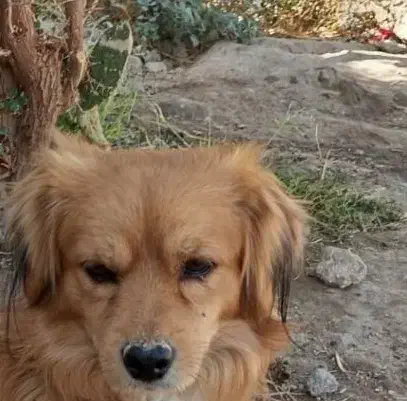 این سگ پیدا شده|حیوانات|سیرجان, |دیوار