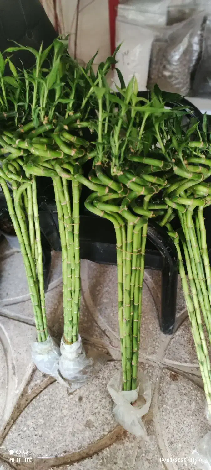 بامبو .گل .گلدان بامبو|گل و گیاه طبیعی|ورامین, ورامین|دیوار