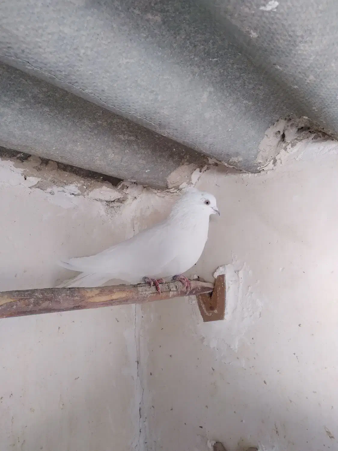 کفتر نر|پرنده|قم, هنرستان|دیوار