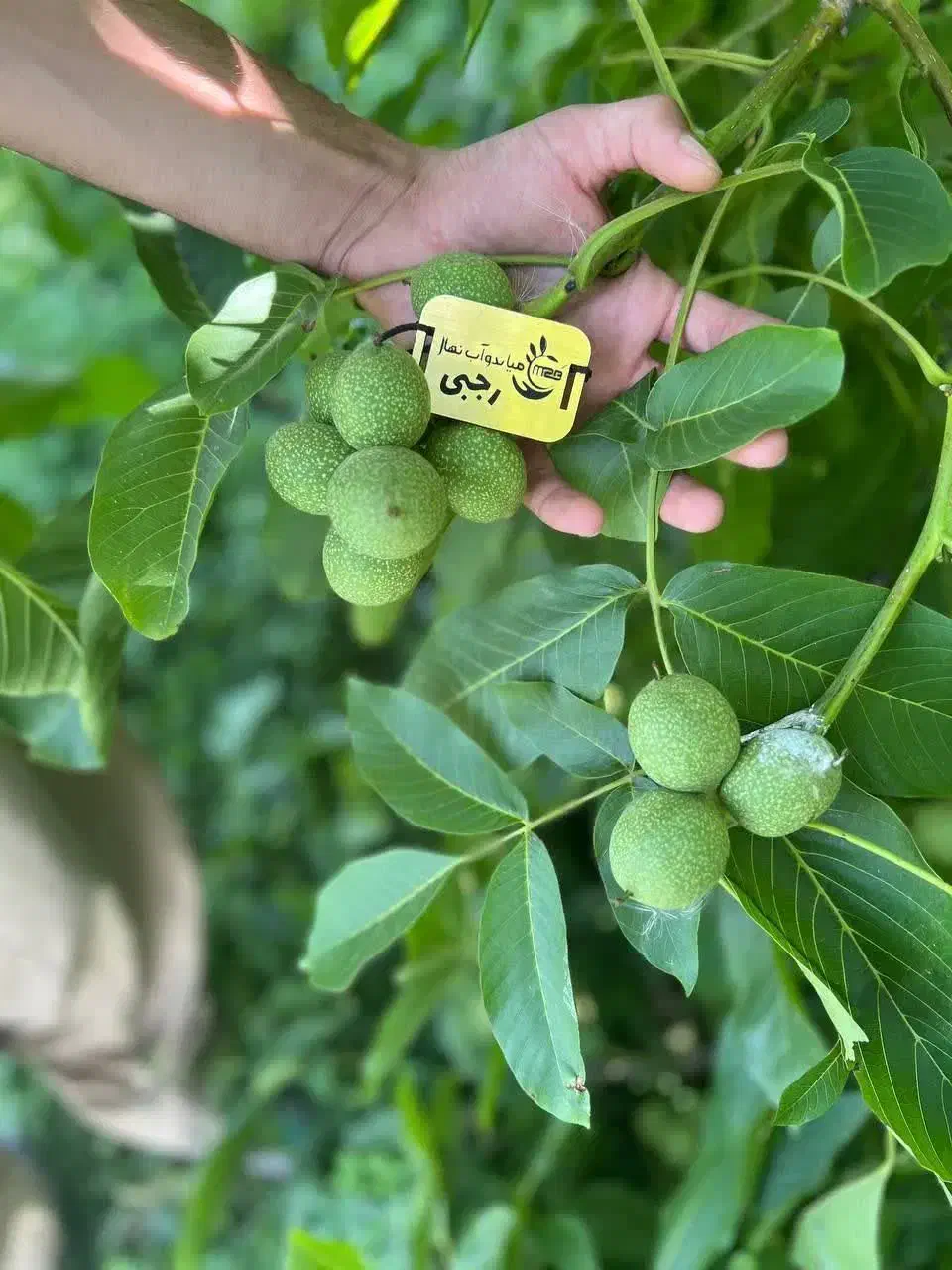 عرضه نهال گردو خوشه ای اسراییلی ضمانتی|خدمات باغبانی و درختکاری|آستانه سرا, |دیوار