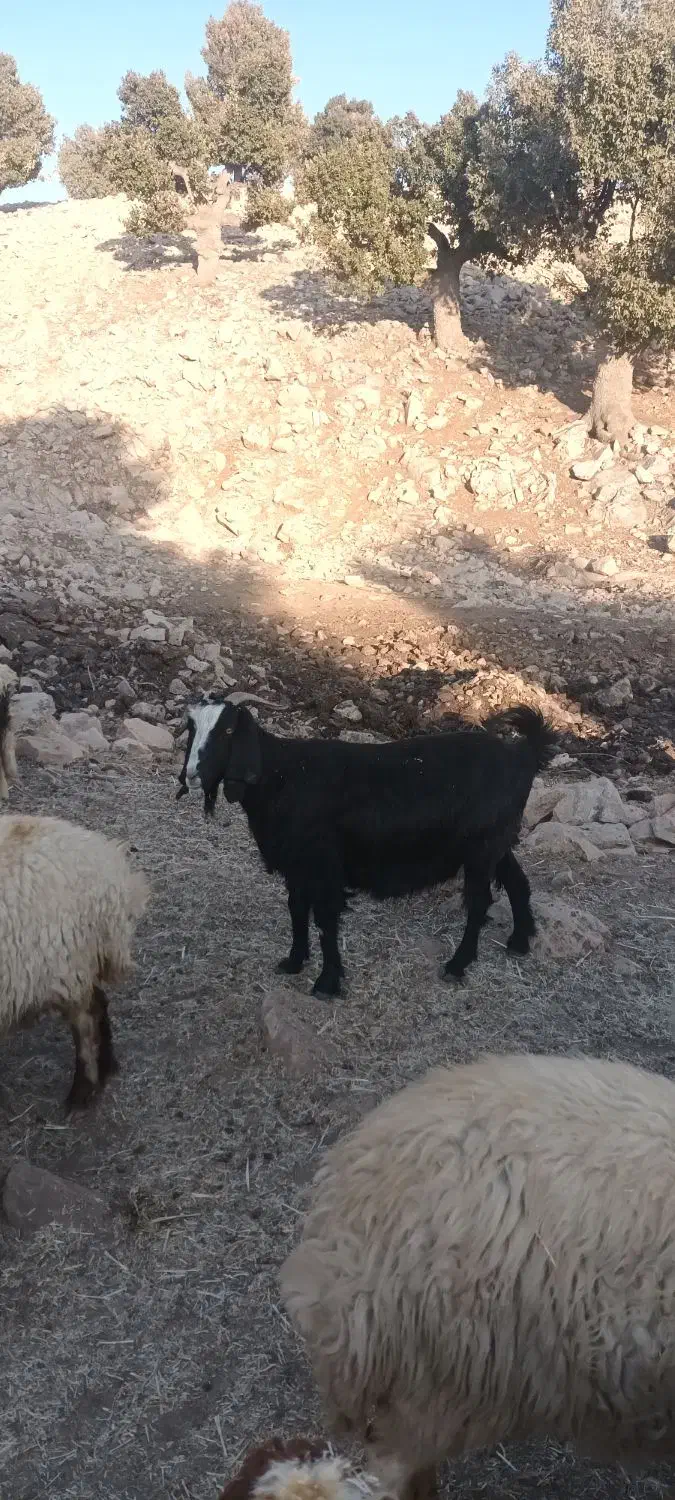 ۴عدد بز داشتی|حیوانات مزرعه|آبدانان, |دیوار