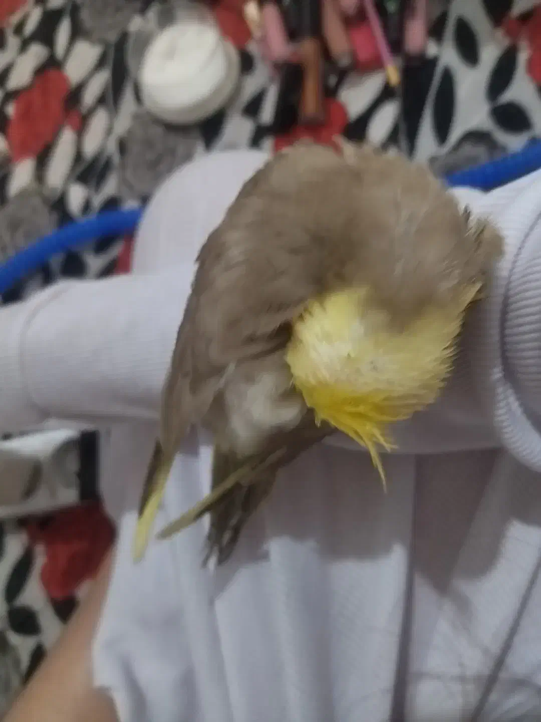 عروس هلندی گم شده|حیوانات|آبادان, |دیوار