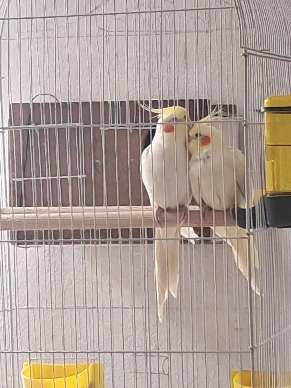 فروشی|پرنده|میانه, |دیوار