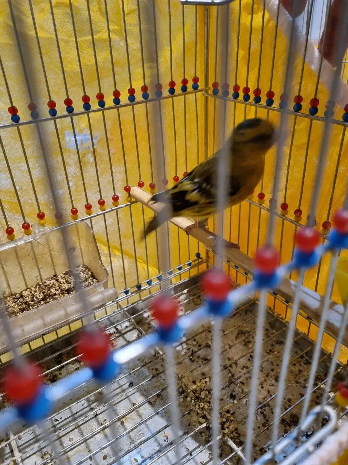 فروش سهره قناری|پرنده|اصفهان, قائمیه|دیوار