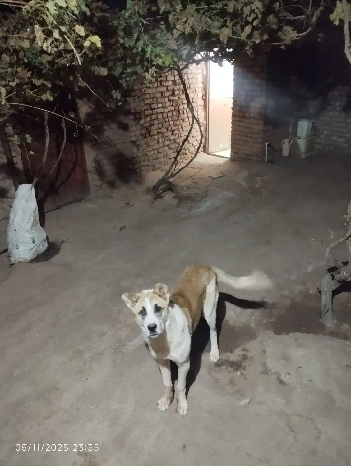 توله  سگ خراسانی|سگ|سبزوار, ایزی شهر|دیوار