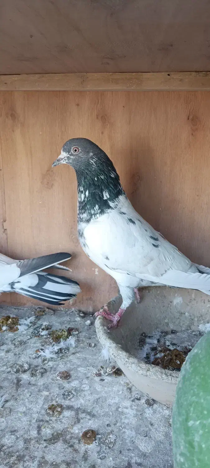 کفتر پاکستانی|پرنده|پاکدشت, پاکدشت (مامازند)|دیوار