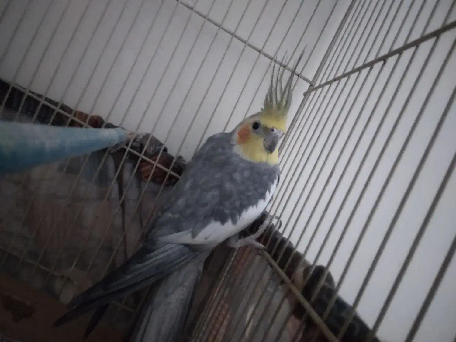 عروس هلندی نر|پرنده|مشهد, شهرک مهرگان|دیوار