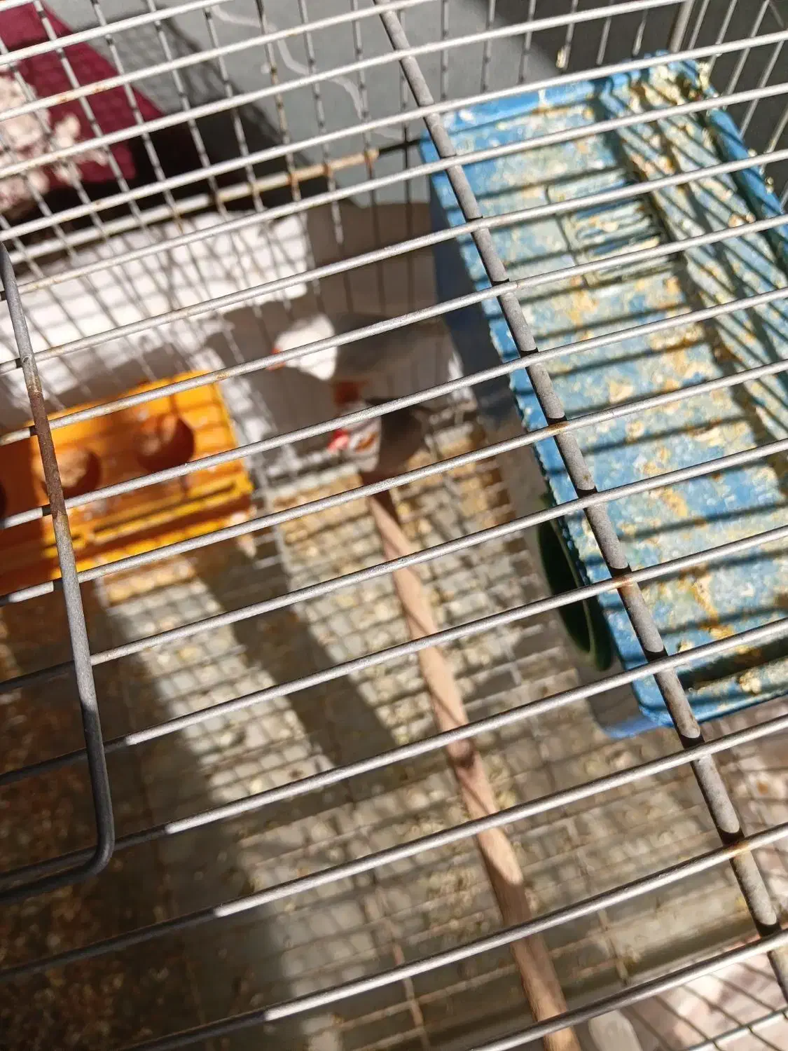 یه جفت فنچ با قفس وابخوری وجادونه ای|پرنده|شیراز, گلدشت معالیآباد|دیوار