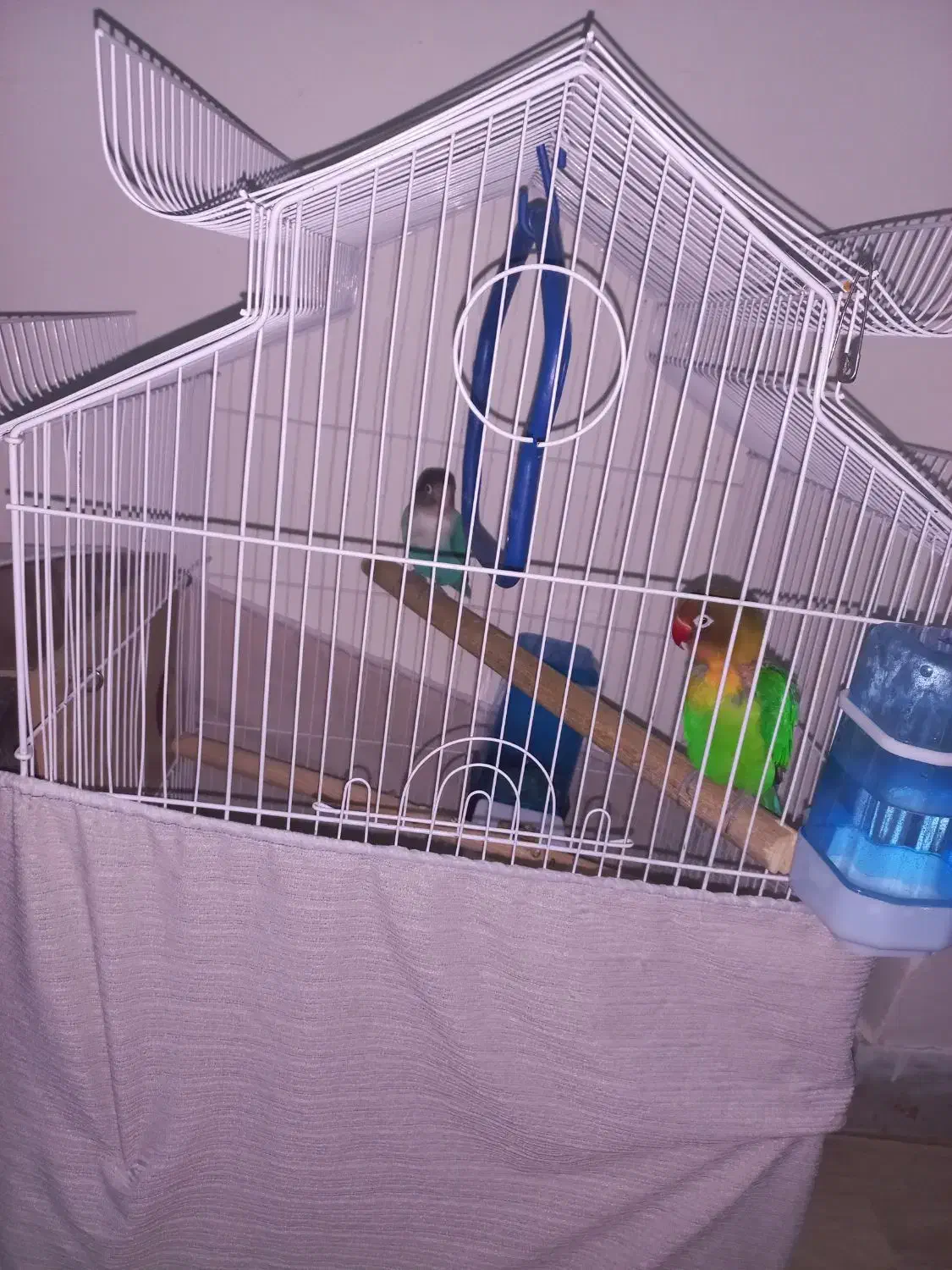 طوطی برزیلی نر و ماده|پرنده|کرج, برغان|دیوار