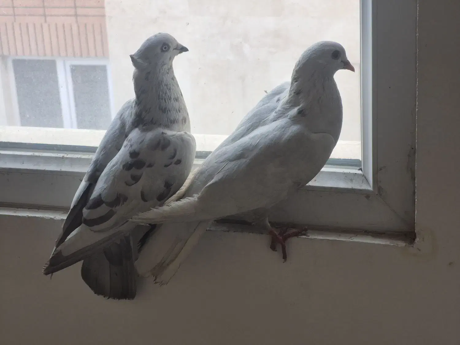 کفتر|پرنده|تهران, امام زاده عبدالله|دیوار