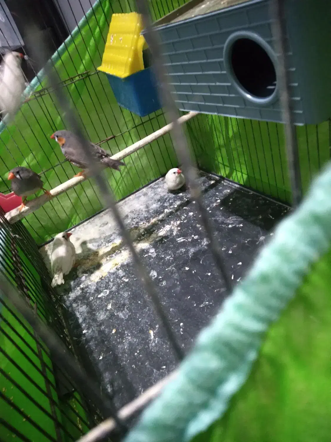 فنچ زیبا ۳جفت یک جفت تخم گذار آماده|پرنده|اندیشه, اندیشه فاز ۱|دیوار