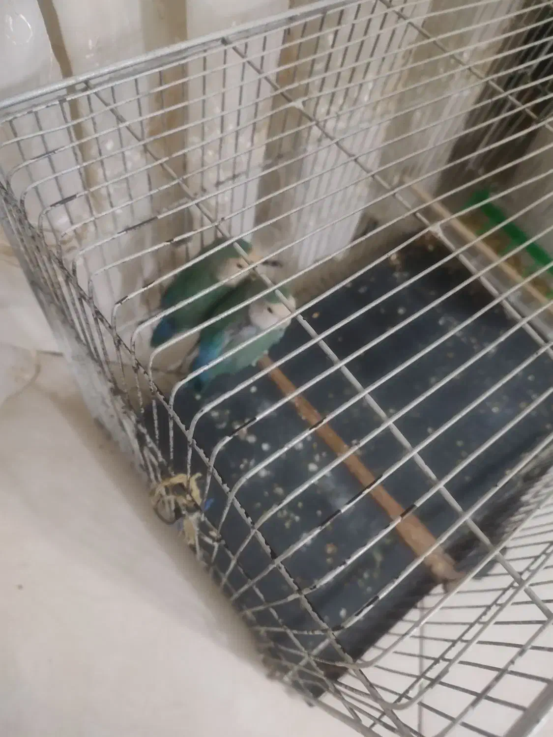 یک جفت طوطی برزیلی|پرنده|رودهن, |دیوار