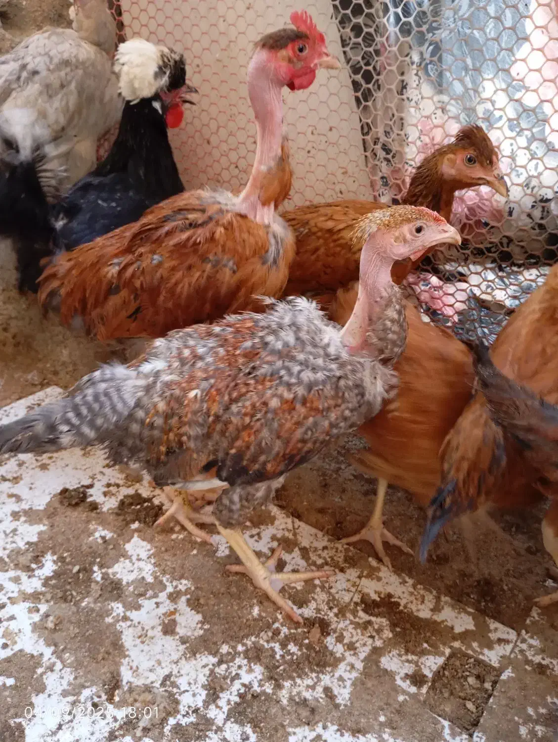 تعدادی نیمچه ۷ ماهه گردن لخت و لاری|حیوانات مزرعه|محمدشهر, محمدشهر|دیوار