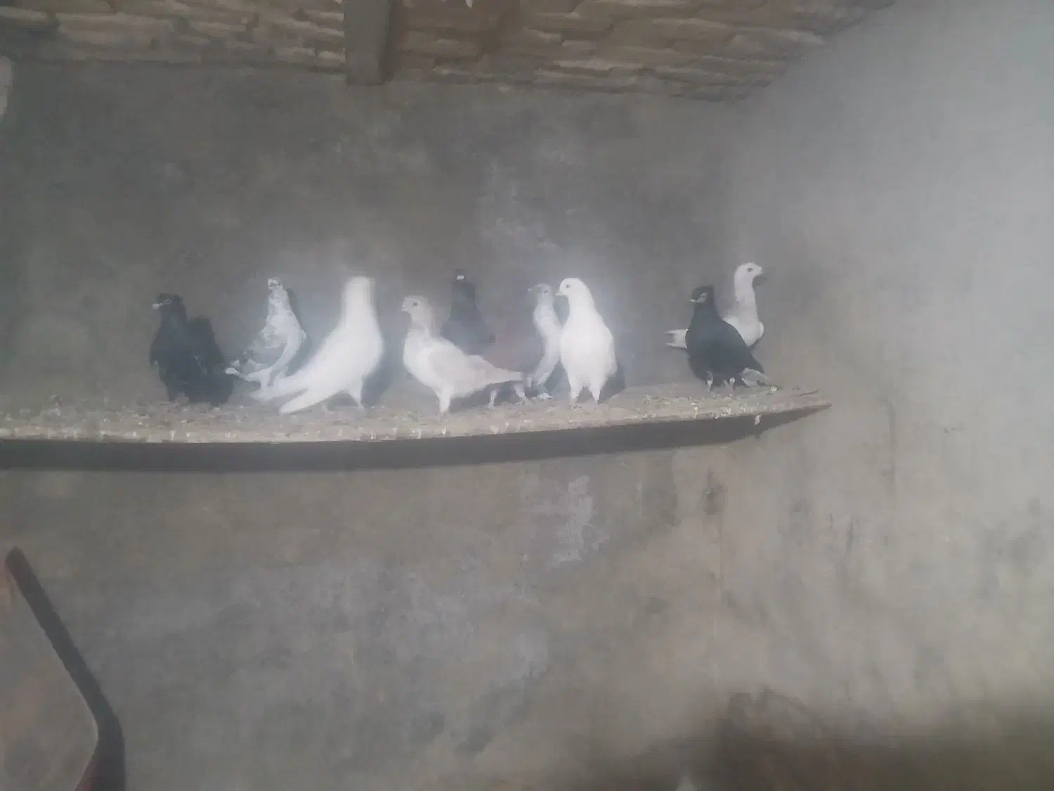 کفتر|پرنده|بشاریات, |دیوار