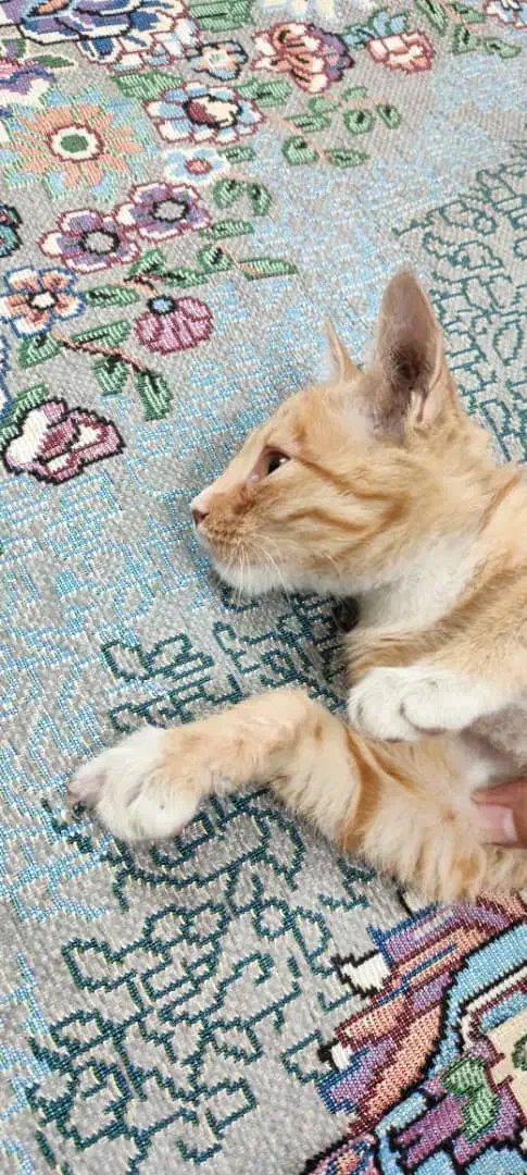 واگذاری رایگان بچه گربه|گربه|زاهدان, |دیوار