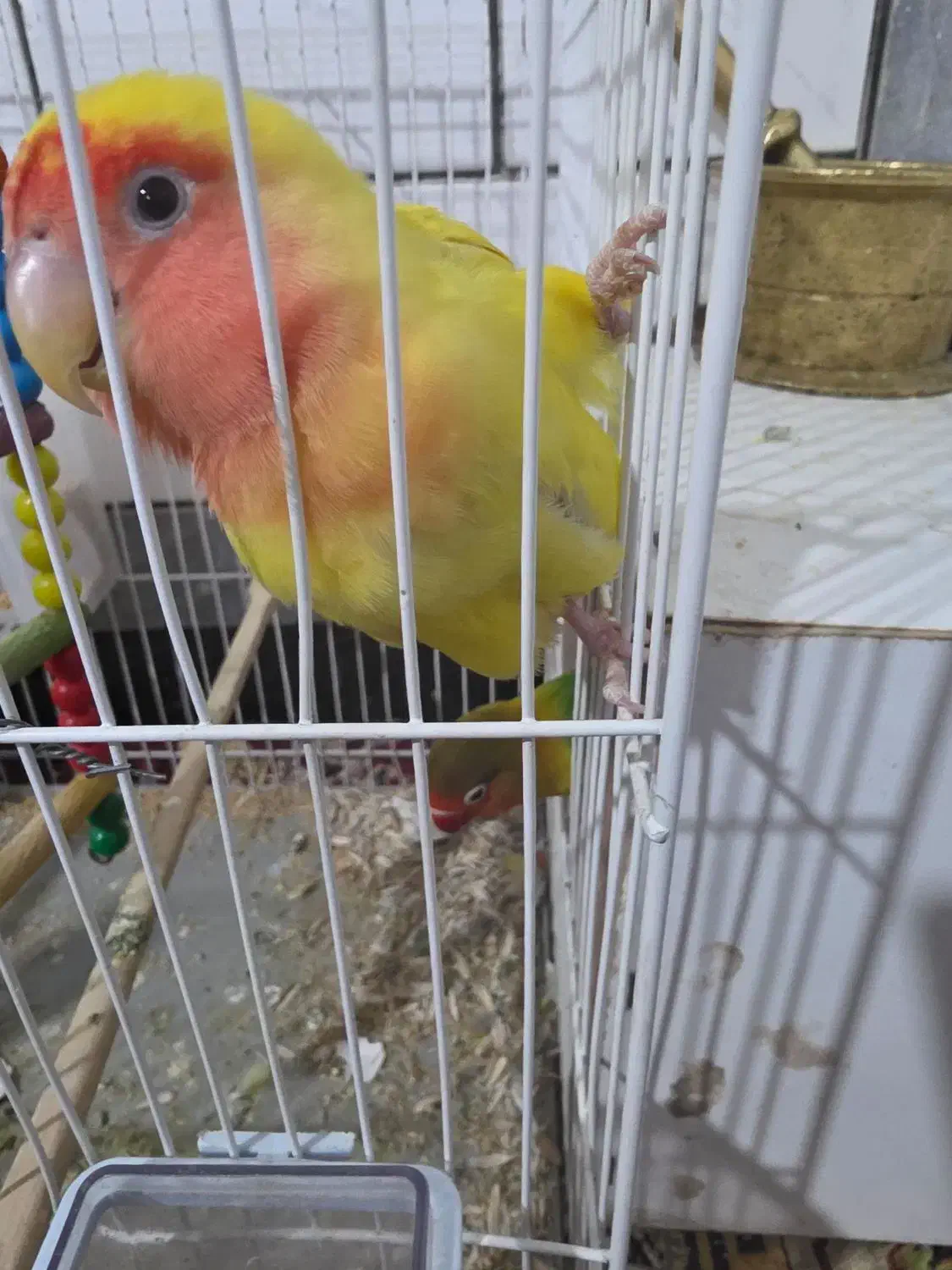 جفت پرنده برزیلی مولد|پرنده|تربت‌حیدریه, حسنی بالا|دیوار