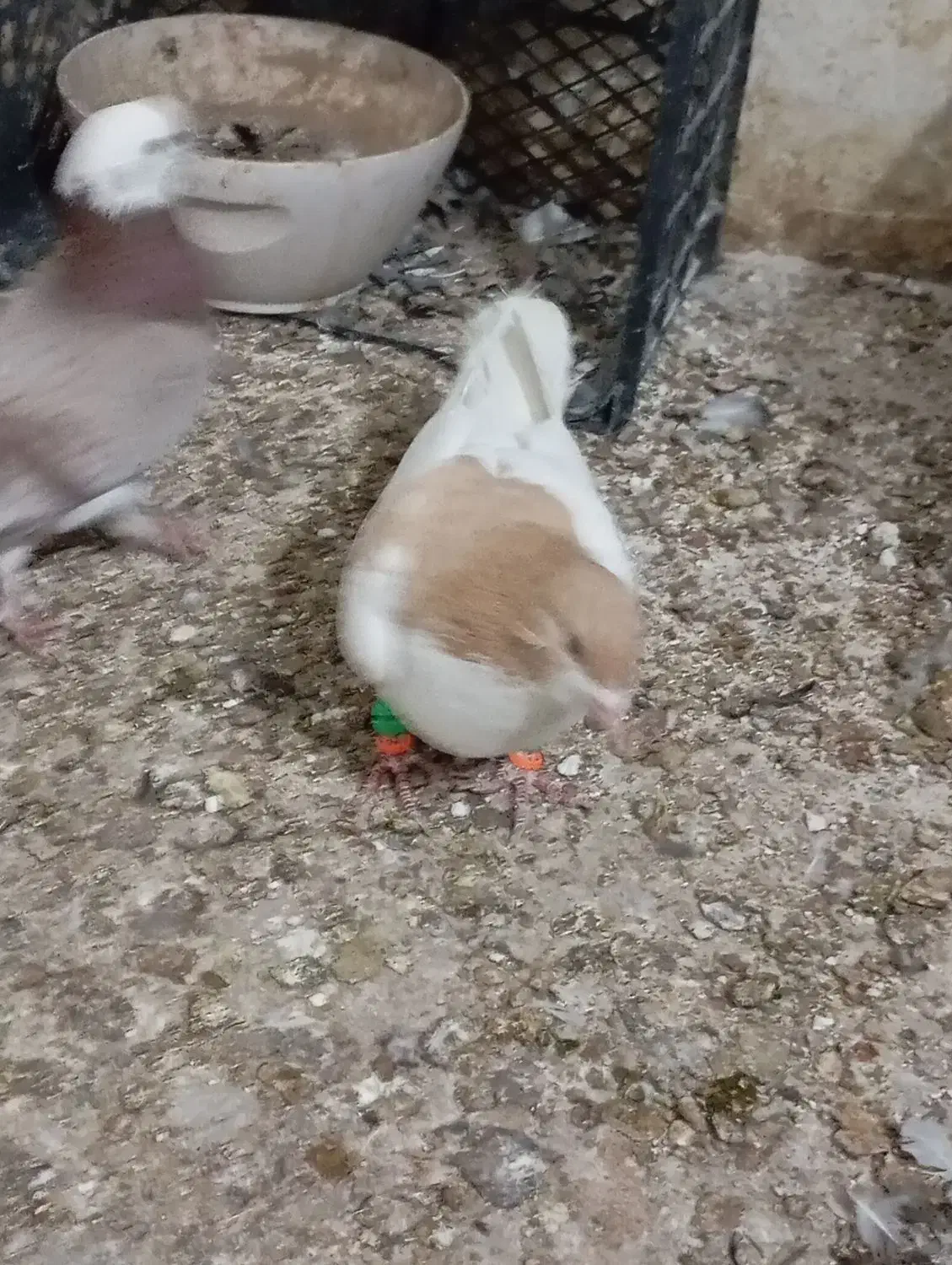 کفتر پرشی با کفتر مشهدی|پرنده|سمنان, |دیوار