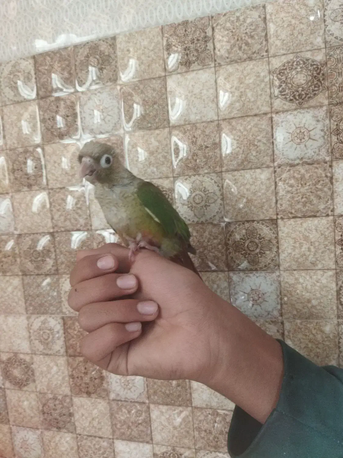 جوجه گرینچیک|پرنده|شاهرود, |دیوار