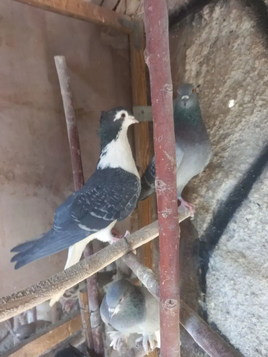 تعدادی دمگیر درجه یک|پرنده|اصفهان, پوریای ولی|دیوار