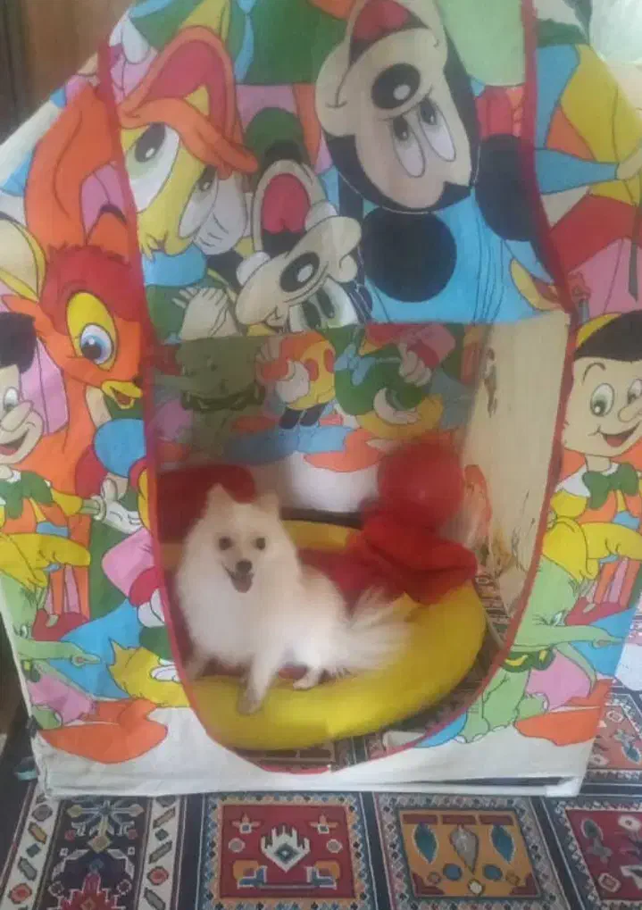 فروش سگ آپارتمانی.|سگ|شاهین‌شهر, طالقانی|دیوار