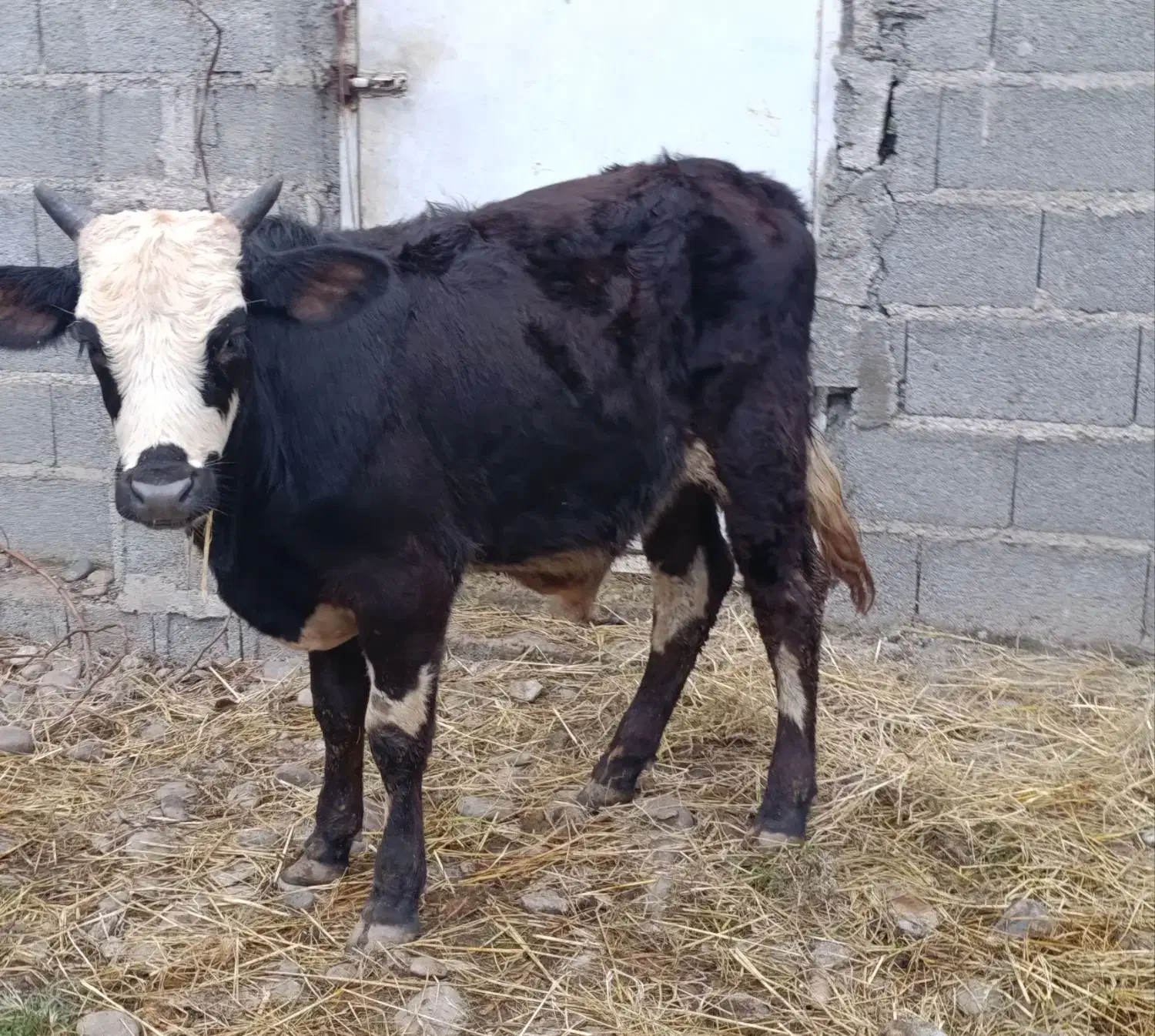 ورزا کوله چالوسی گاو نر|حیوانات مزرعه|سنگر, |دیوار