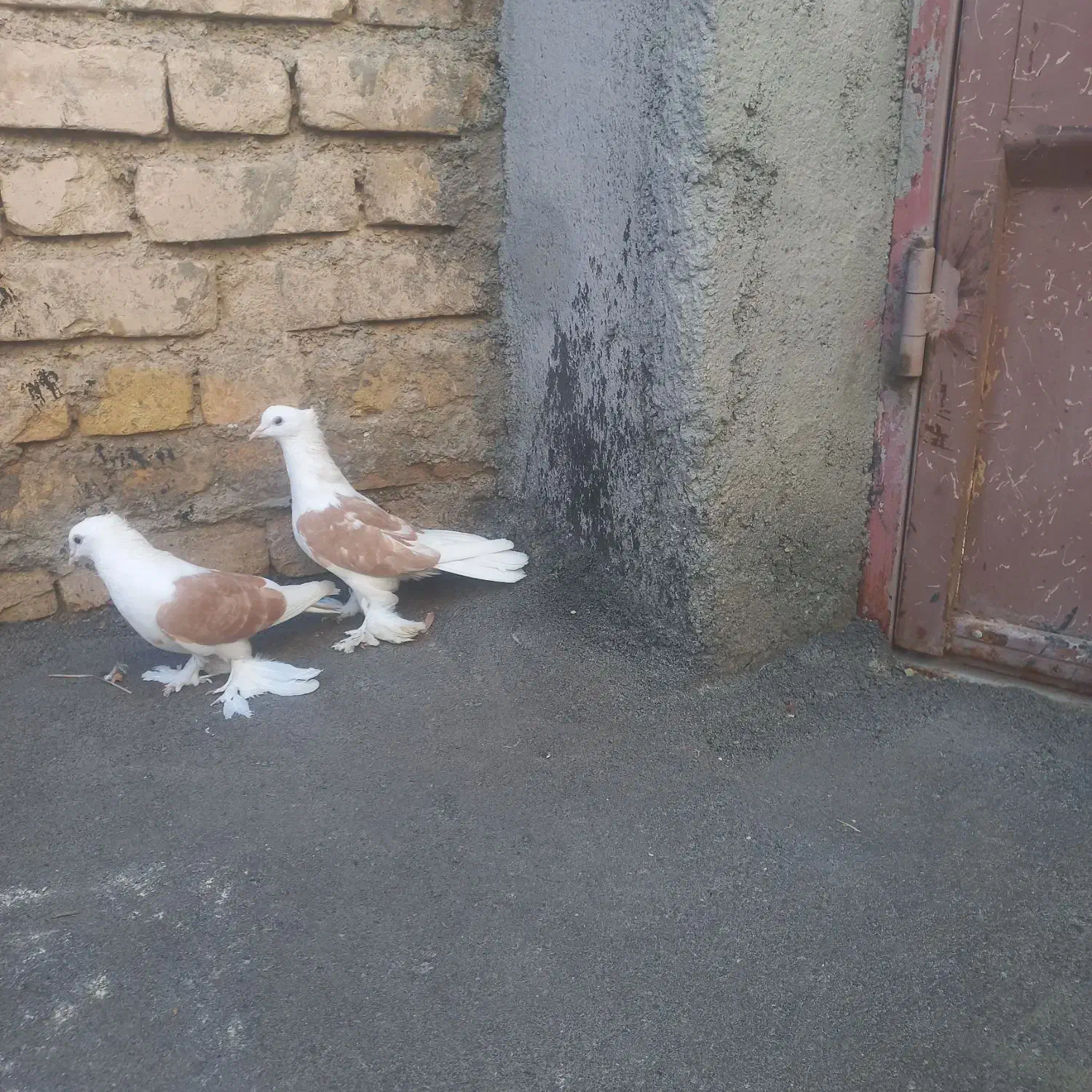 کفتر دوکت|پرنده|داران, |دیوار