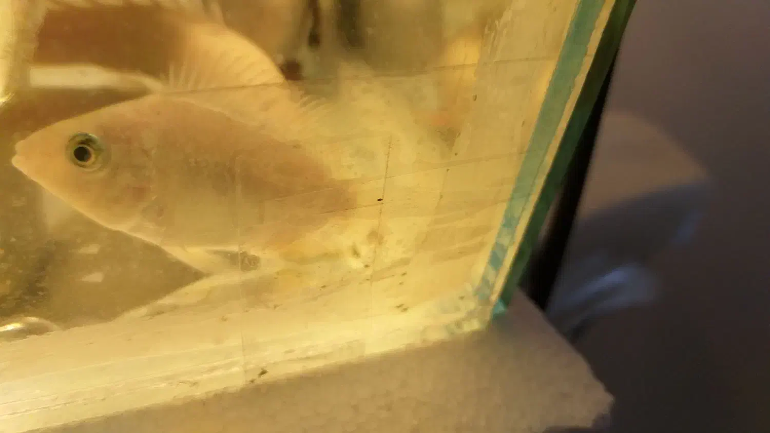 ماهی پولی البینو و فلاور هورن دوبندی فوری فوری|ماهی|اسلام‌شهر, مسکن مهر اسلاشهر (شهرک امام خمینی)|دیوار