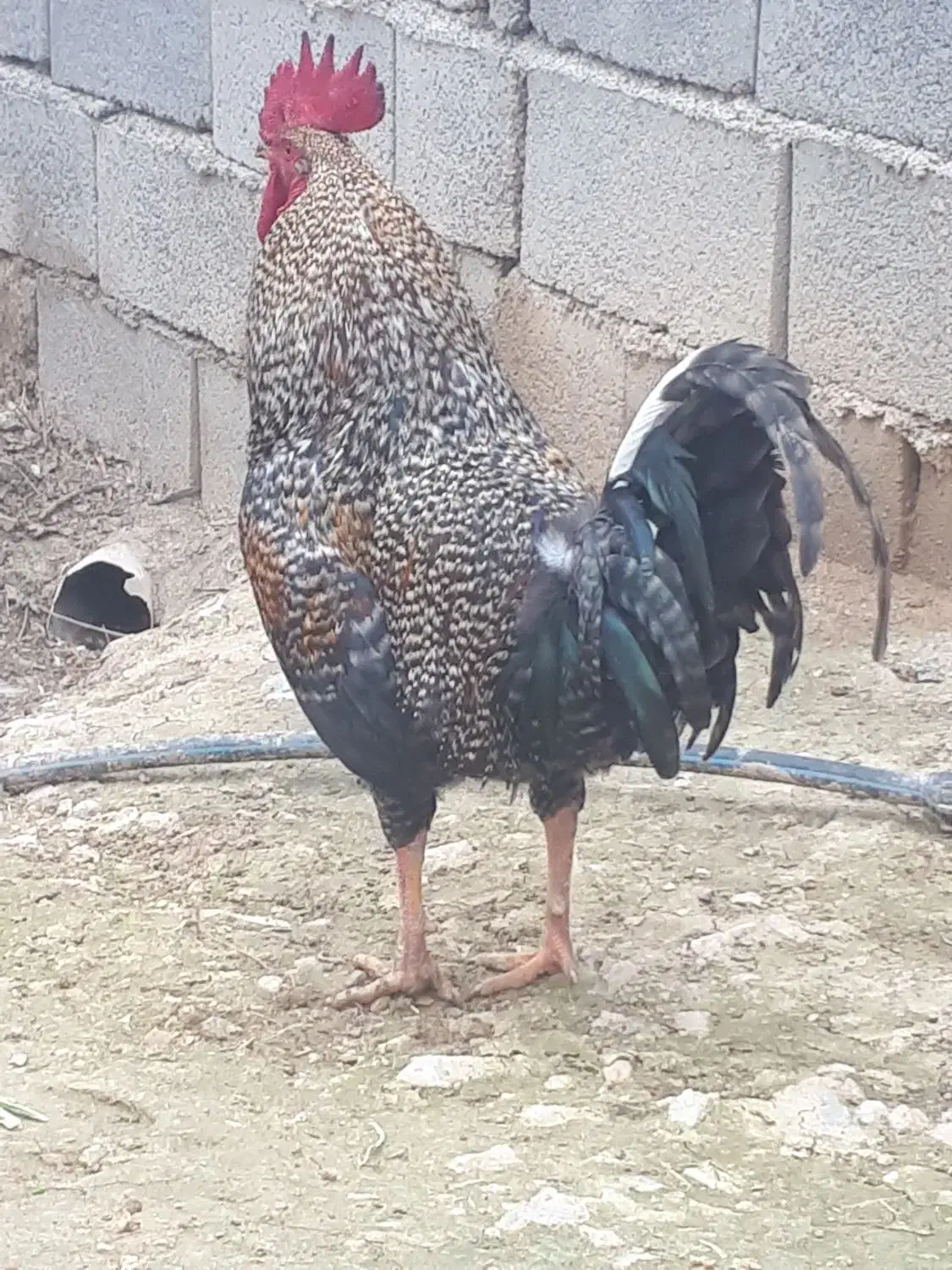 خروس|حیوانات مزرعه|گرمخان, |دیوار