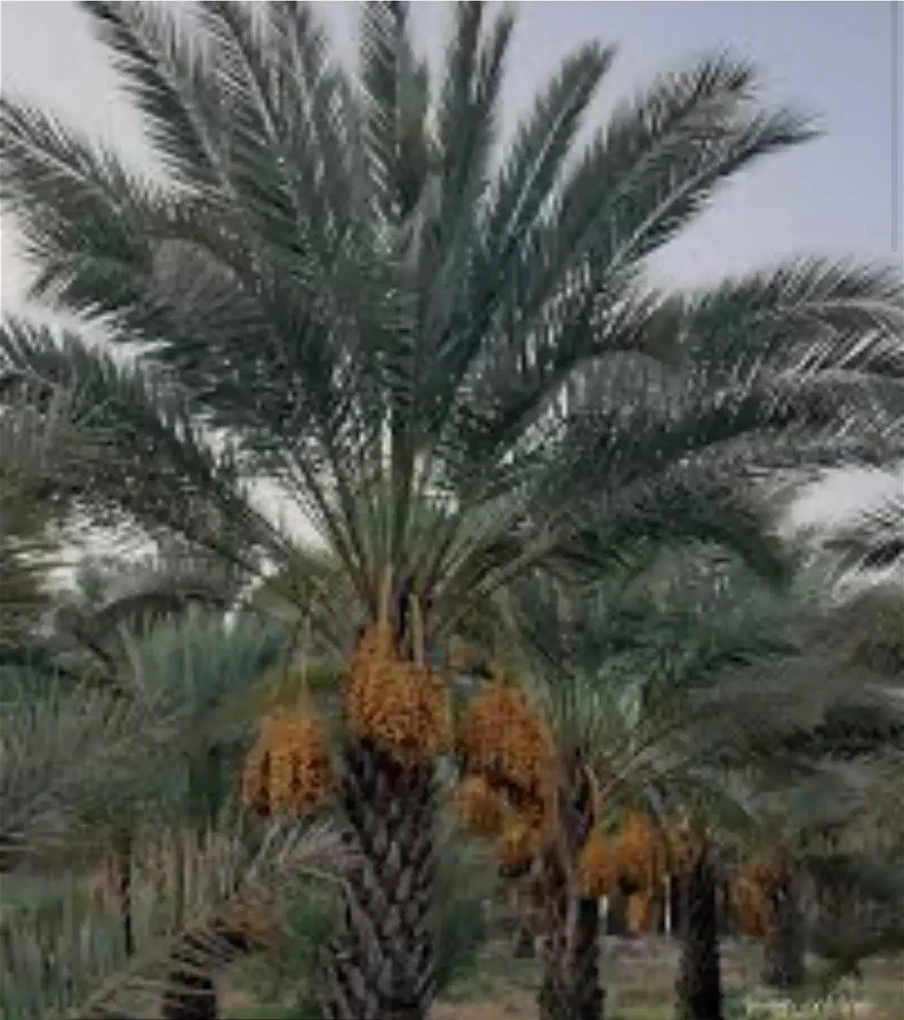 دوتا باغبان + ۱ نگهبان|استخدام سرایداری و نظافت|نیک شهر, |دیوار