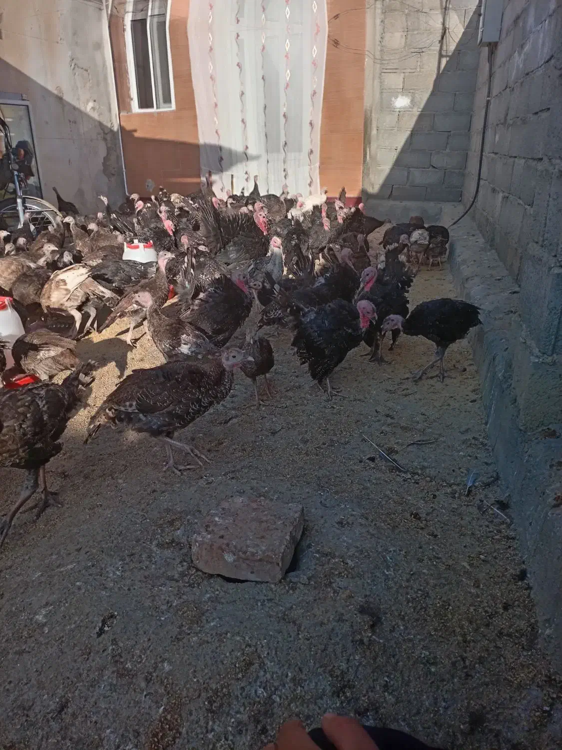 جوجه بوقلمون ب|حیوانات مزرعه|کنگاور, |دیوار