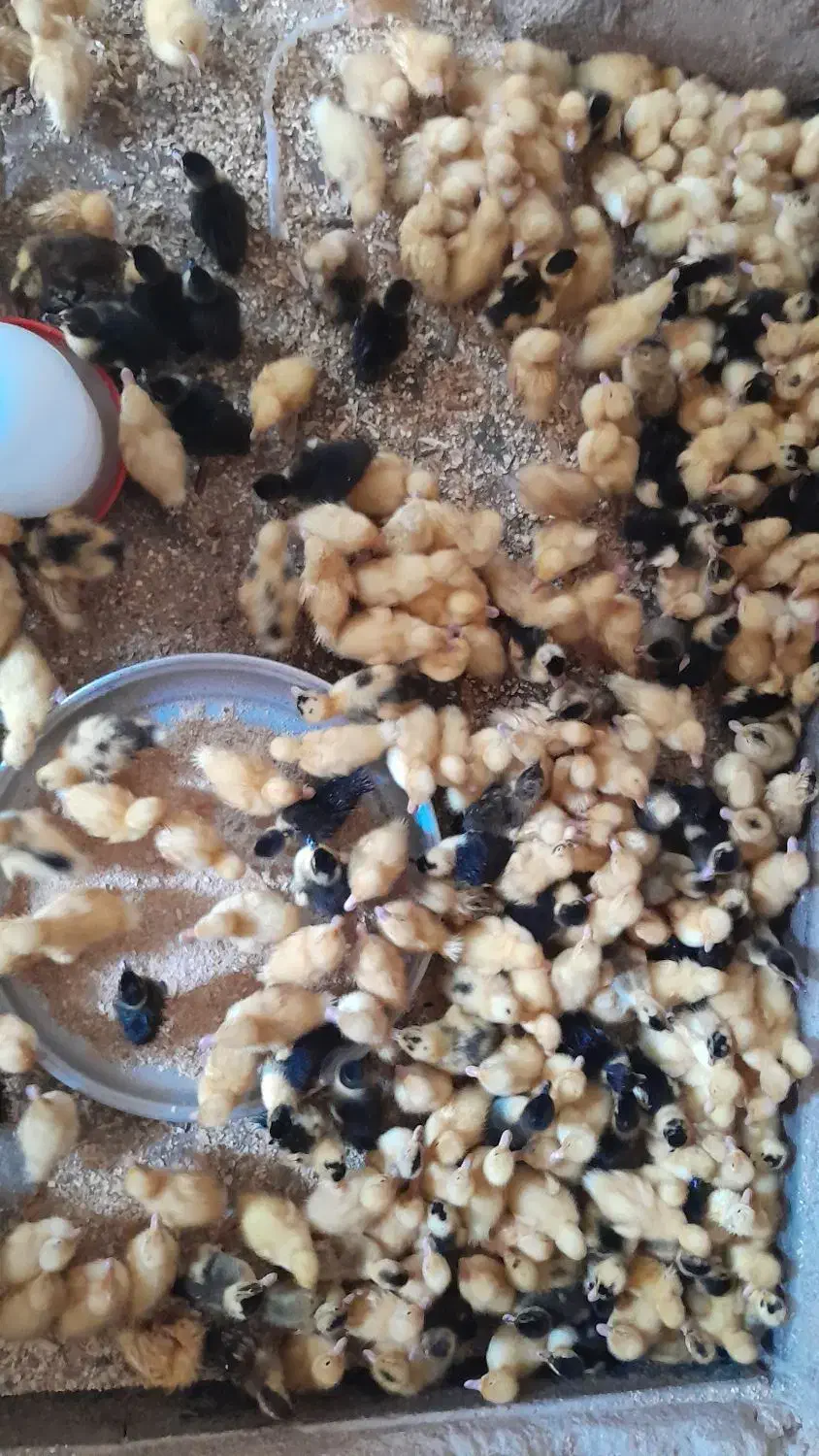 همستر|موش و خرگوش|بهبهان, |دیوار