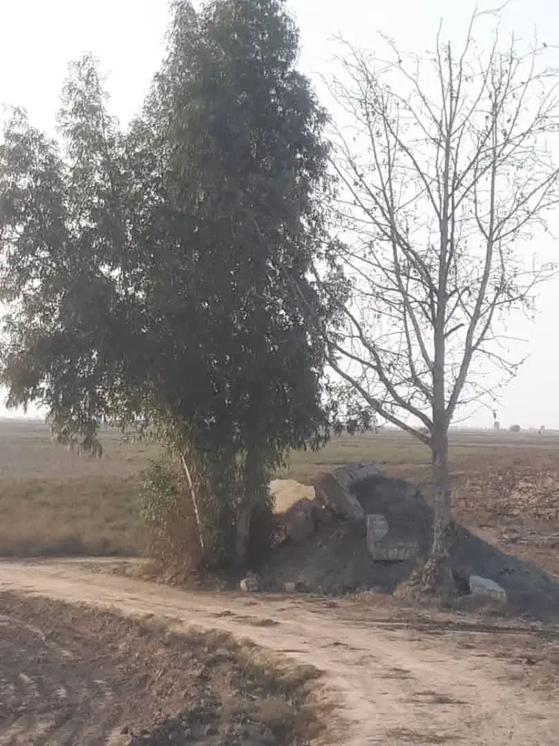 خریدار چوپ|خدمات باغبانی و درختکاری|گنبد کاووس, |دیوار