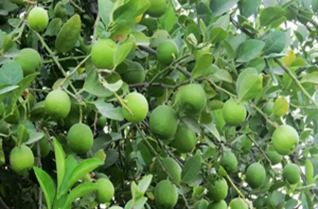 آبلیمو جهرم محصول باغ شخصی بطری یکونیم لیتری|خوردنی و آشامیدنی|شیراز, قصرالدشت|دیوار