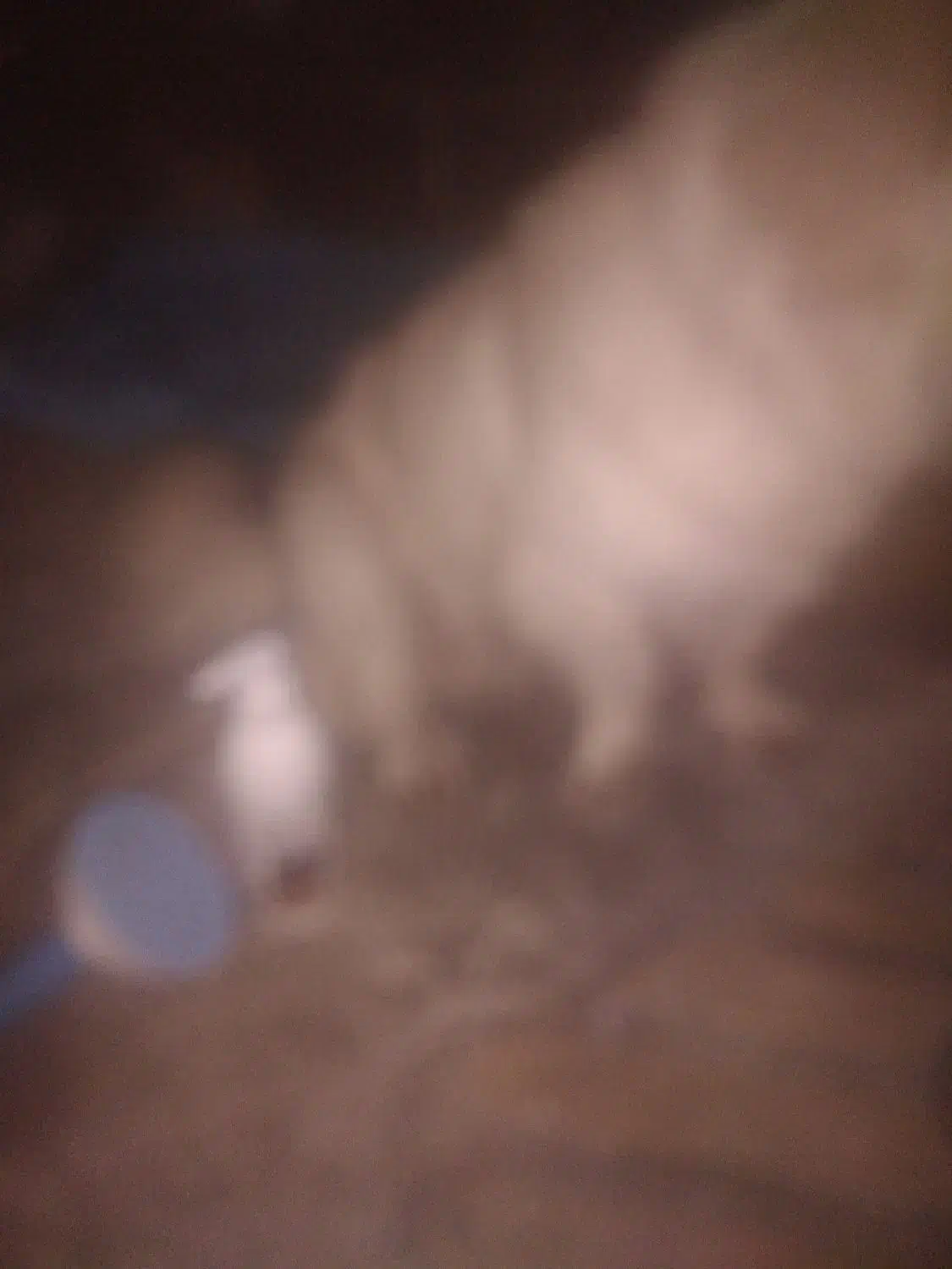 سگی نژاد پاکوتاه رنگ سفید پشمالو با مکلفات کامل|سگ|چابهار, |دیوار