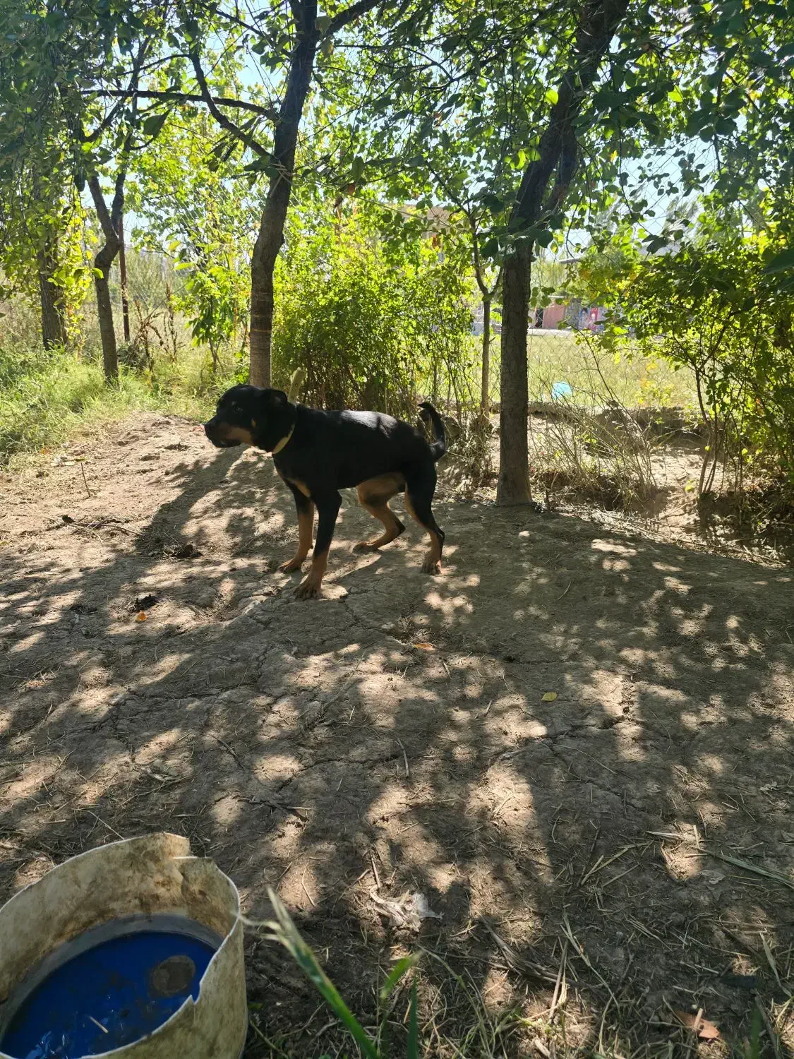 یک عدد رت وایلر اصل برای نگهبان باغ کارخانه جات|سگ|ماکو, |دیوار