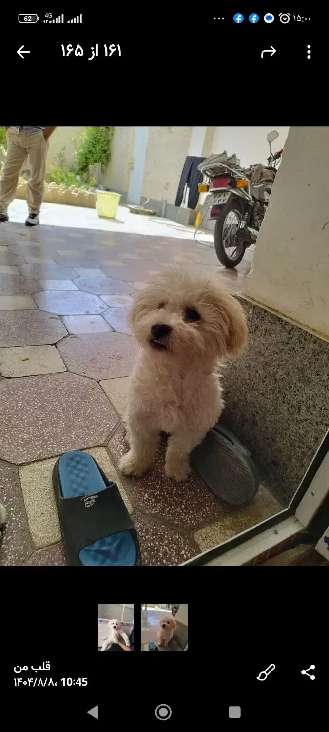 سگ شیتزو ترییر|سگ|بجنورد, |دیوار