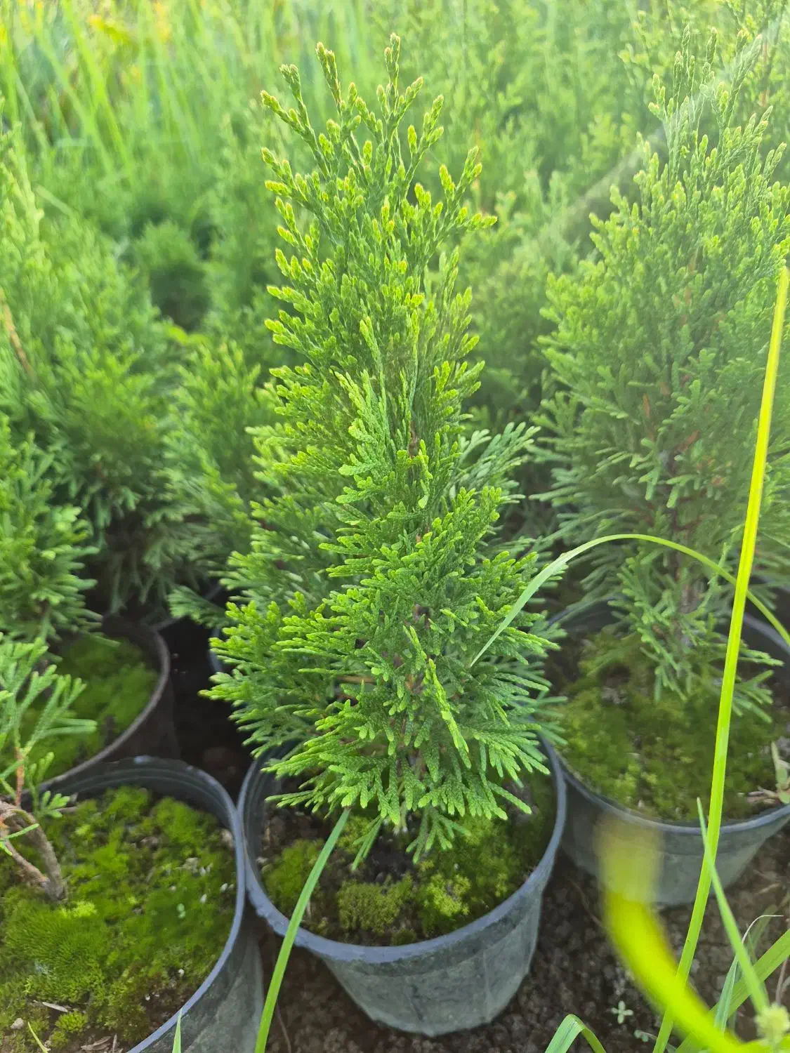 تویا آمریکایی گلدان 14 ریشه پرس|گل و گیاه طبیعی|تنکابن, |دیوار