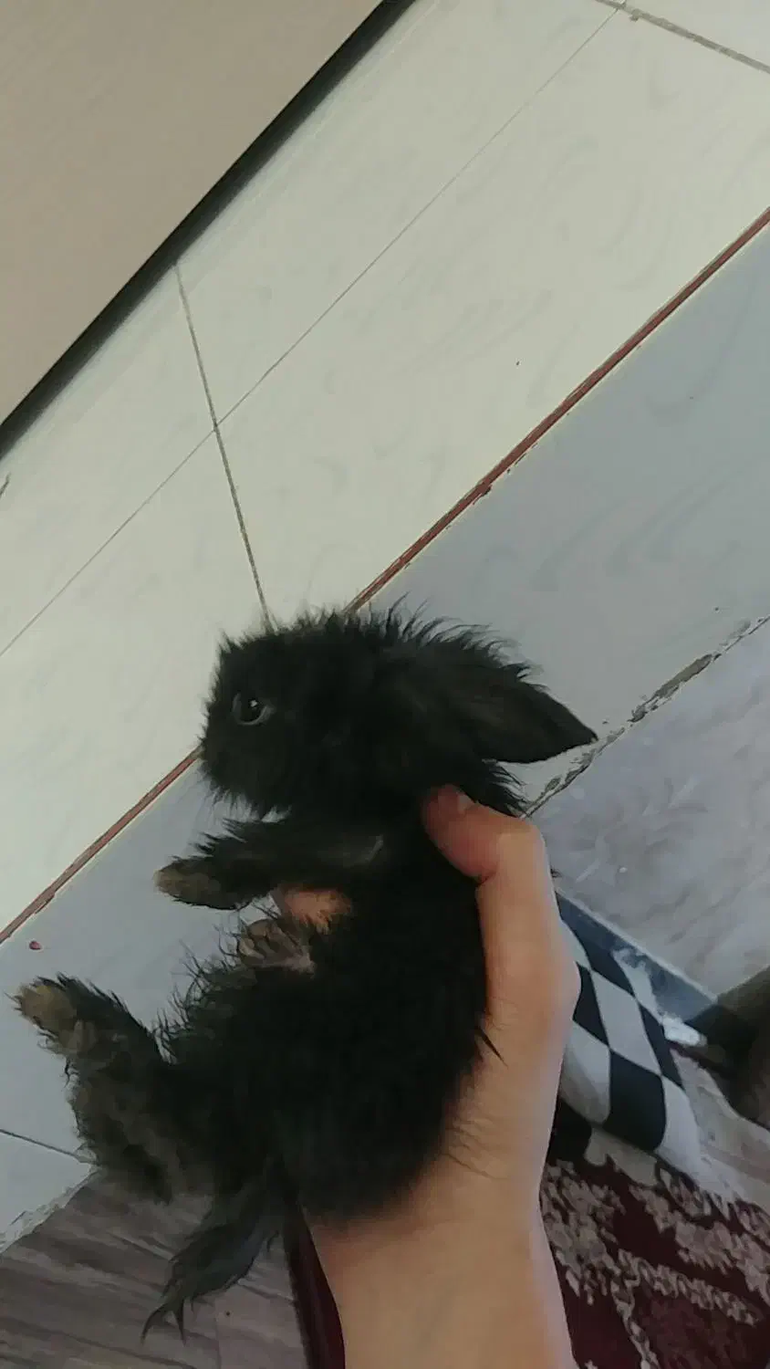 بچه خرگوش لوپ هلندی|موش و خرگوش|اسلام‌شهر, زرافشان|دیوار