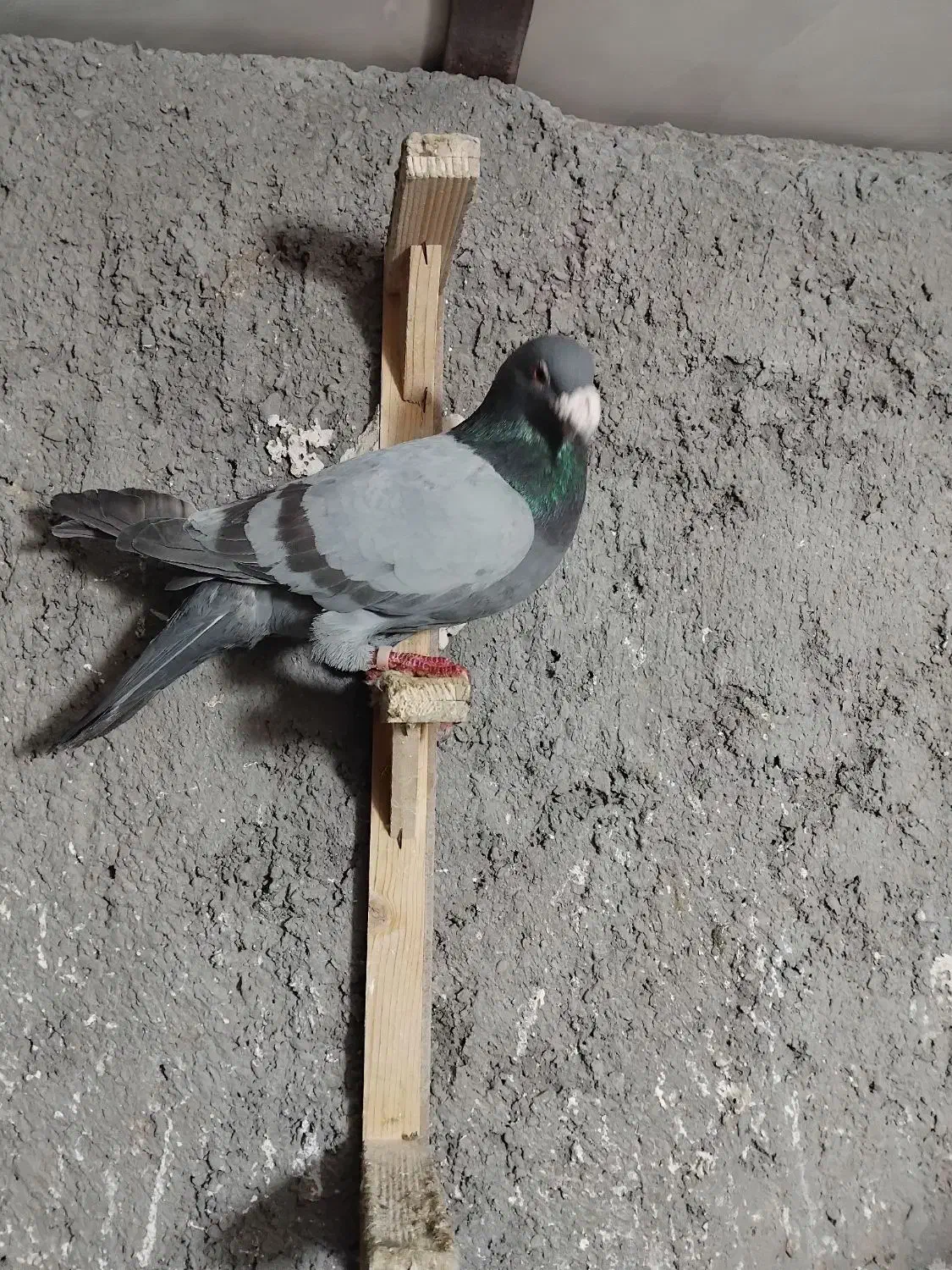 کفتر پرشی|پرنده|نیشابور, مازول|دیوار