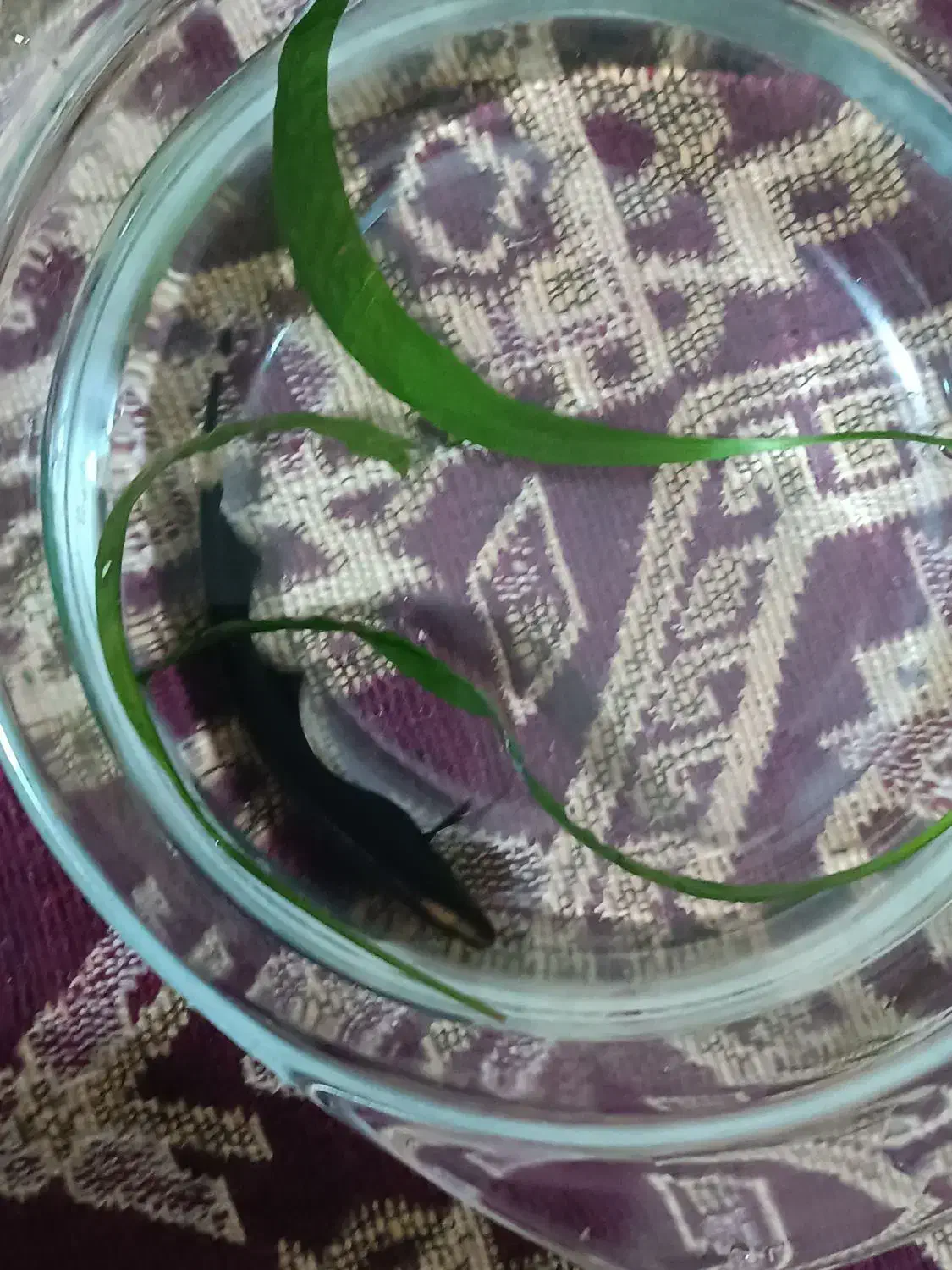 ماهی بلک گوست|ماهی|مشهد, عبادی|دیوار