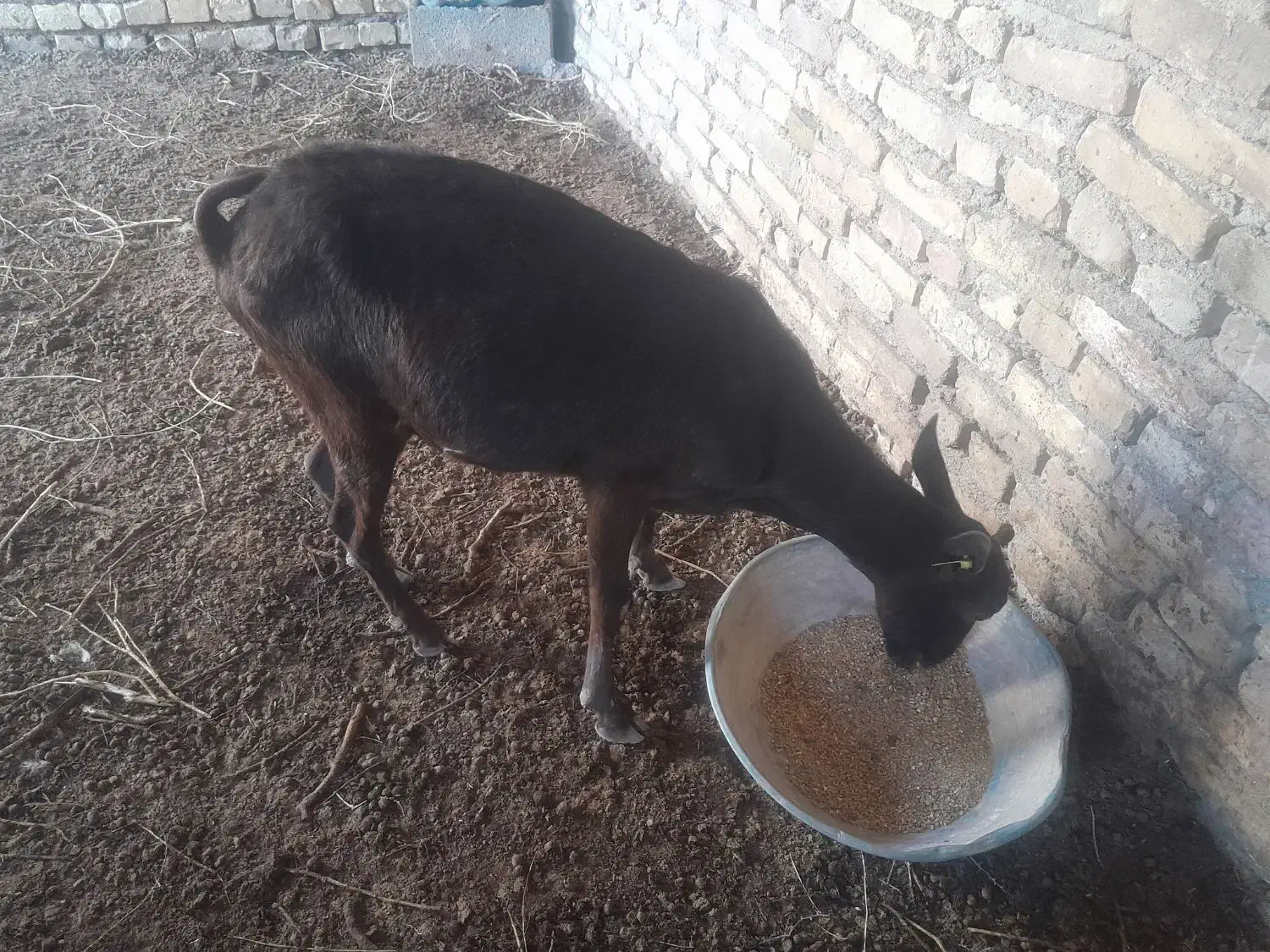 بز مورسیا|حیوانات مزرعه|انار, |دیوار