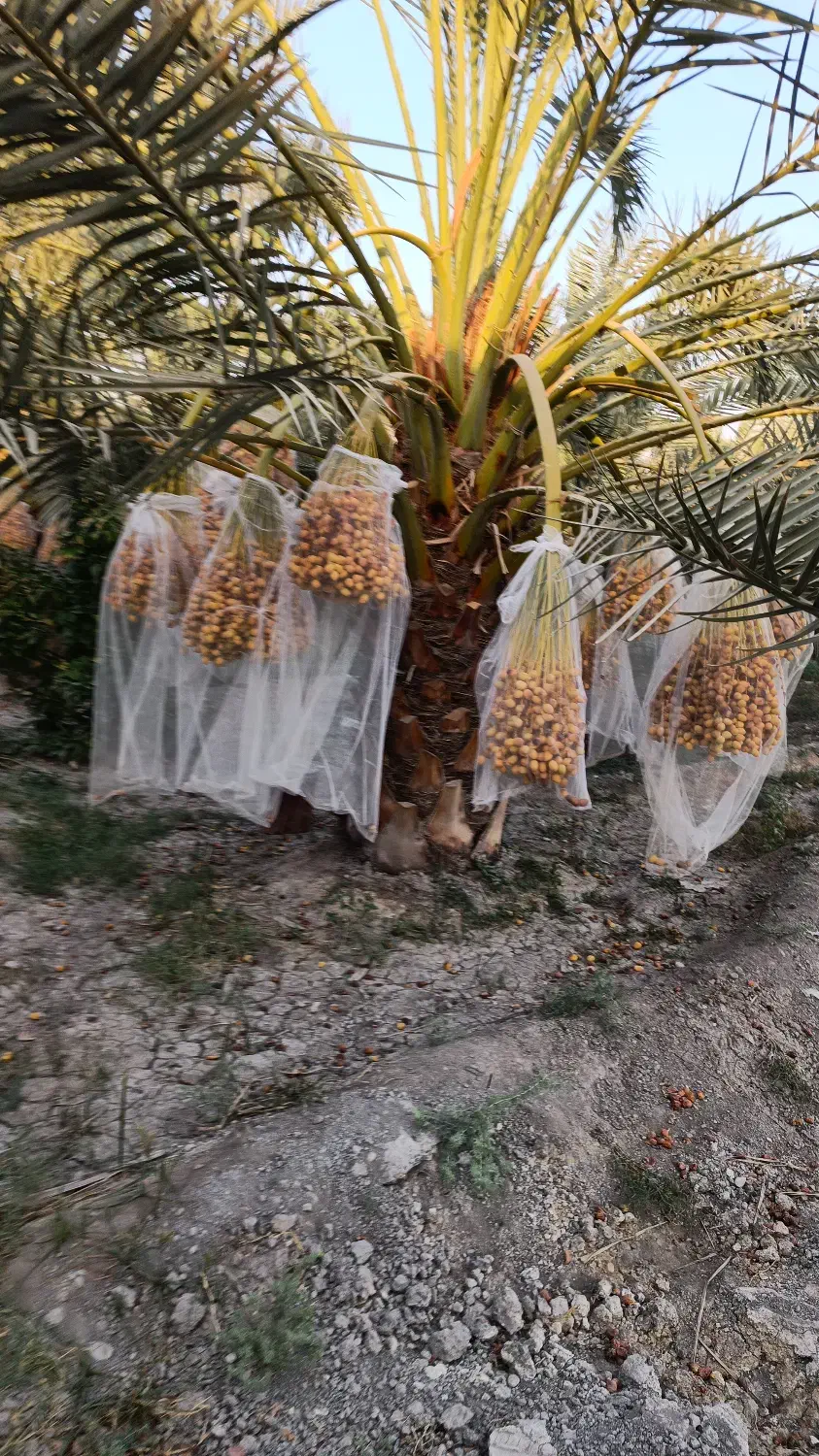 نهال خرمای برهی اصیل|خدمات باغبانی و درختکاری|رامهرمز, |دیوار