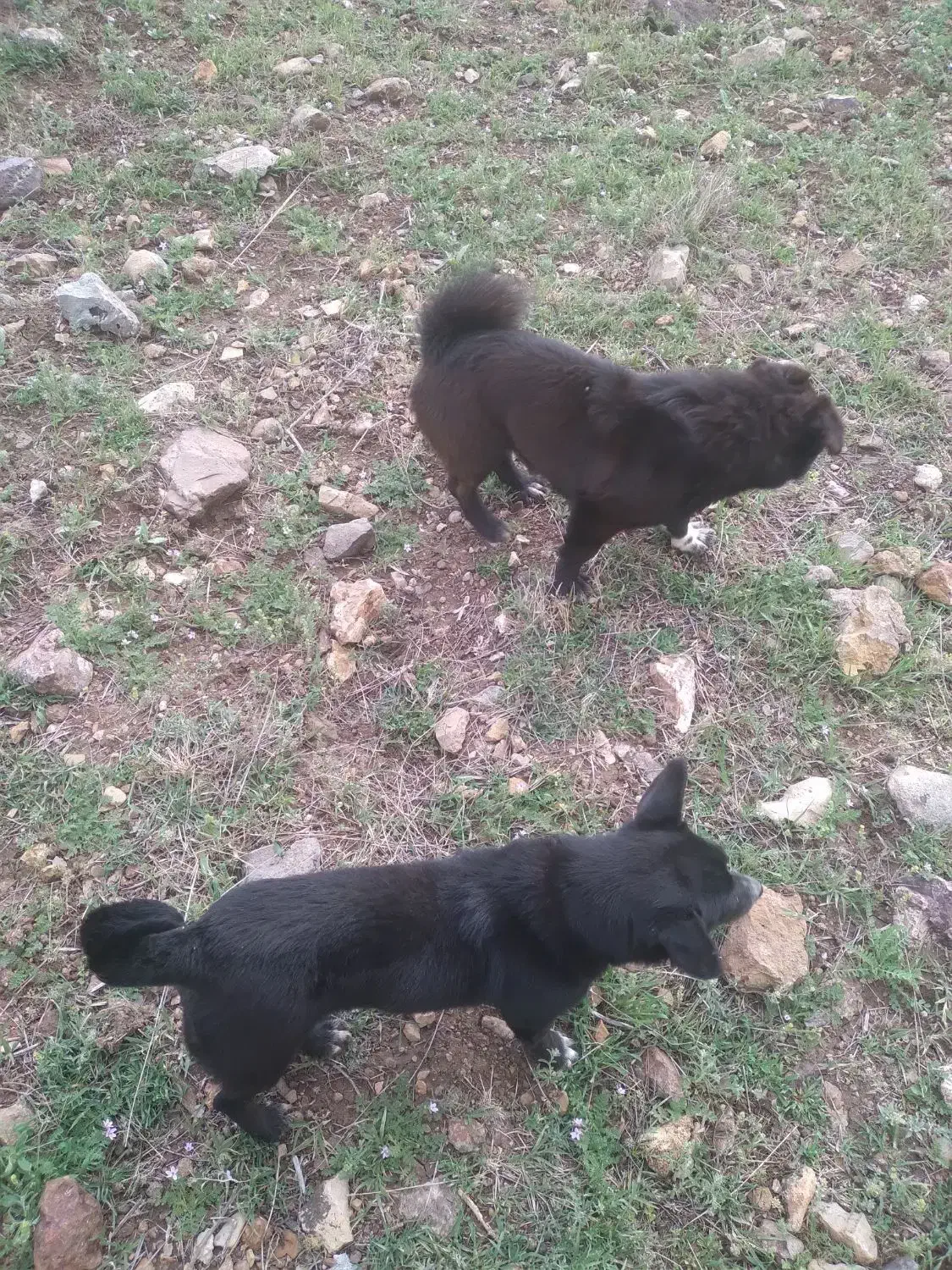 سگ ۲ساله|سگ|اهر, |دیوار